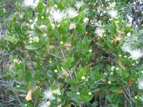 Myrtle Evergreen Shrub Mediterranean Aromatic Britannica