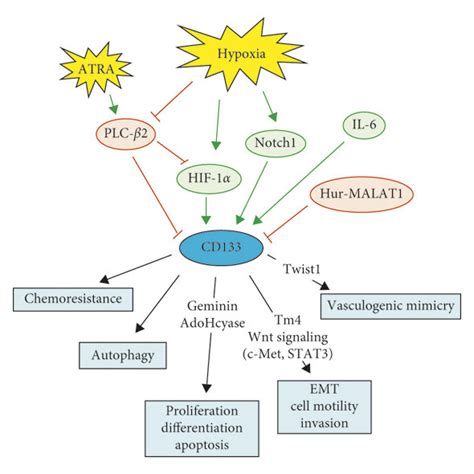 Structure And Regulation Of Cd133 A Cd133 Protein Structure In Which