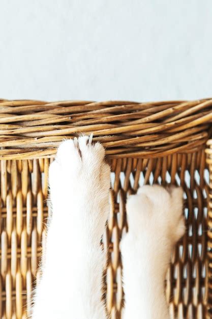 Closeup de patas de gatos o gato afia suas garras em móveis de vime