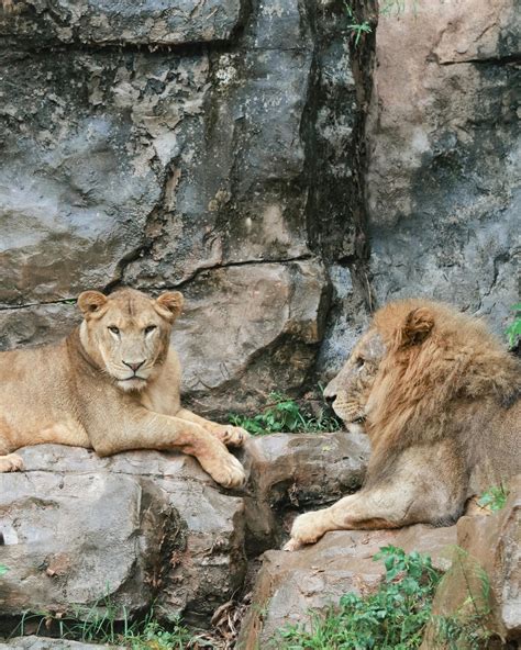 zoo animal observation 4