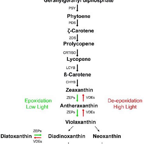 Schematic Representation Of The Carotenoid Biosynthesis Pathway In P