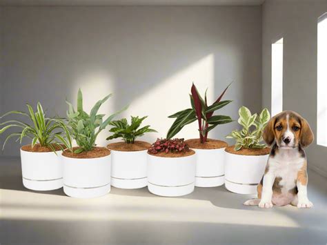 6 X Pet Friendly Indoor Plants 6 Pots Plants In A Box