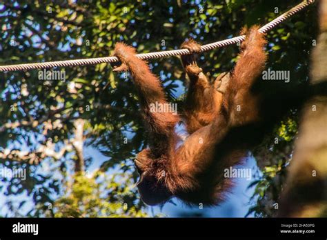 Bornean Orangutan Pongo Pygmaeus In Semenggoh Nature Reserve Borneo