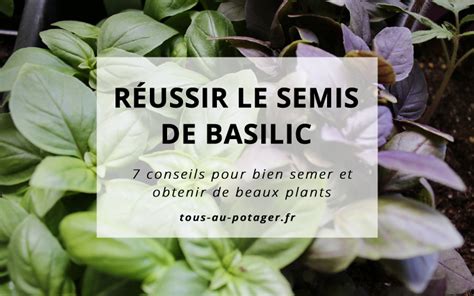 7 conseils pour bien réussir le semis de basilic en pot ou au potager