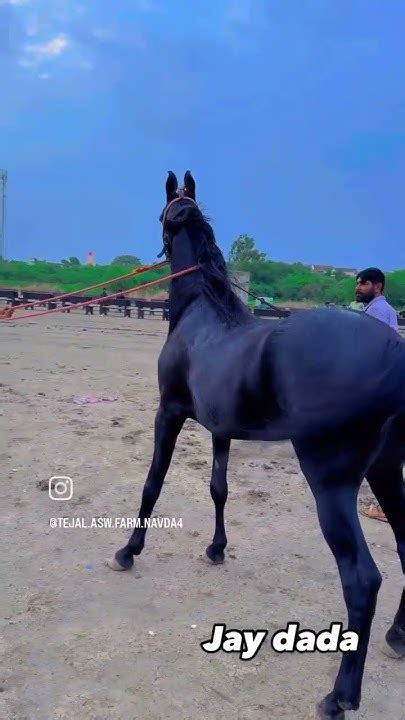 🙏 Jay Ho Dara ️ Ha King Ha ️ Horse Attitude Short Video Tandig