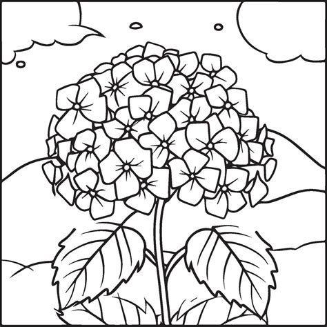 Hydrangea Coloring Pages Hydrangea Flower Outline For Coloring Book