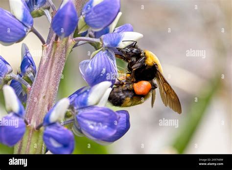 A Close Up Photo Of An Orange Belted Bumble Bee Gathering Pollen From
