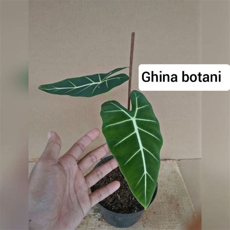 Jual Tanaman Hias Keladi Neon Alocasia Green Velvet Shopee Indonesia