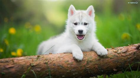 Bia Y S Odki Szczeniak Siberian Husky