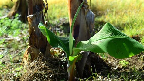 زراعة الموز الجزء الأول Agrotica