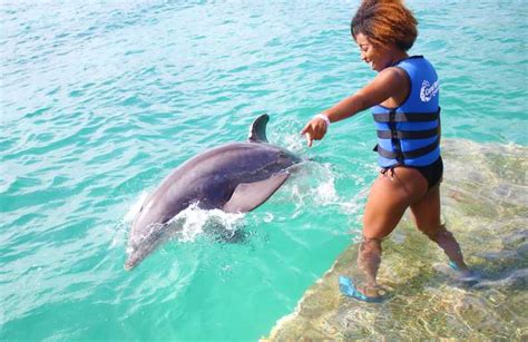 Coral World Ocean Park: Dolphin Moment | GetYourGuide