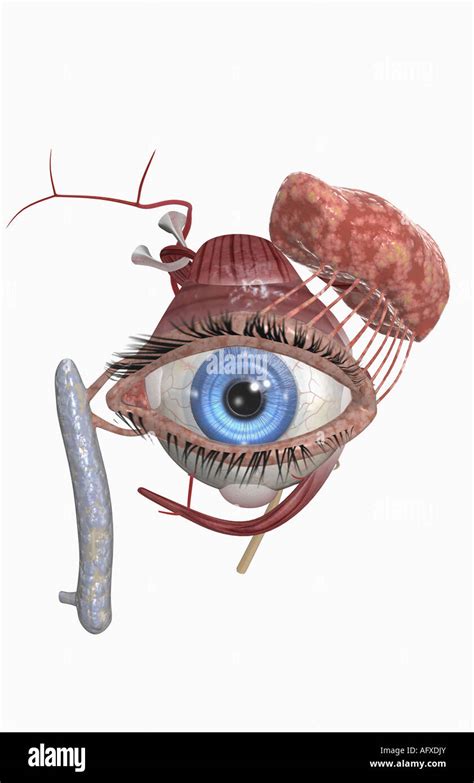 The Lacrimal Apparatus Stock Photo Alamy