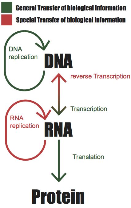 Central Dogma Process