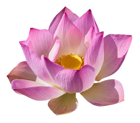 Lotus Png Transparent Images