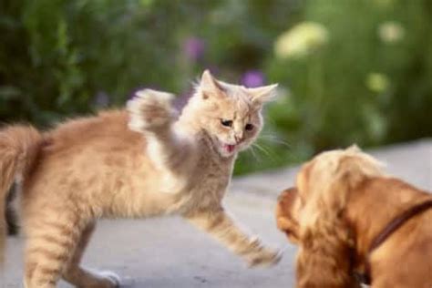 My Dog and Cat Are Fighting – Help! - PD Insurance NZ