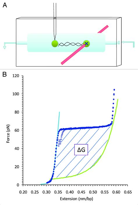 A Schematic Diagram Of A Dual Beam Optical Tweezers Instrument B