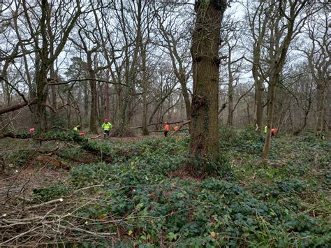 Coppicing At Hylands Park Love Your Chelmsford