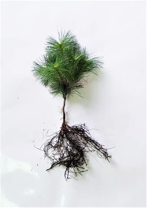 Pine Tree Seedling