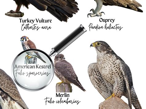 Midwest Birds Of Prey Id Poster Bird Identification Etsy