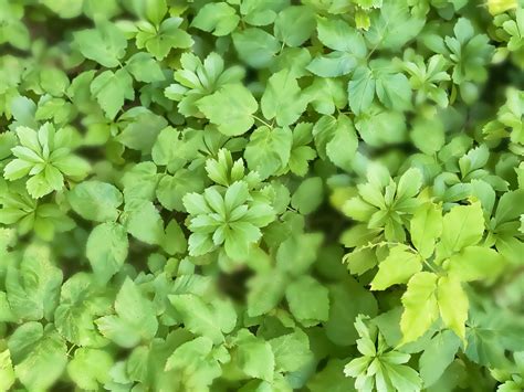 ground cover pachysandra 8