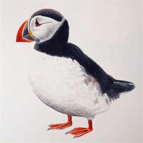 Puffin Is Painted Puffins Puffin Birdsoficeland