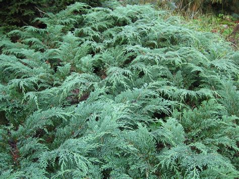 Siberian Cypress Plant Profile Sylvan Gardens Landscape Contractors