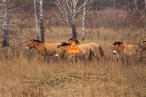 What We Know About the Chernobyl Animal Mutations