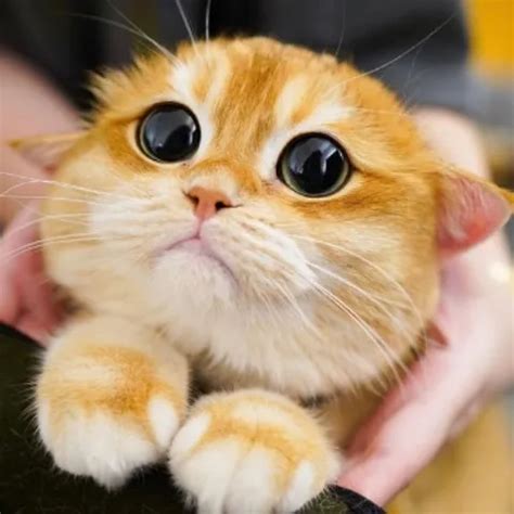 Midgets Free In English Funny Porn Video Bc XHamster