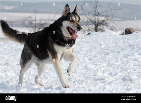 Black Husky German Shepherd Mix