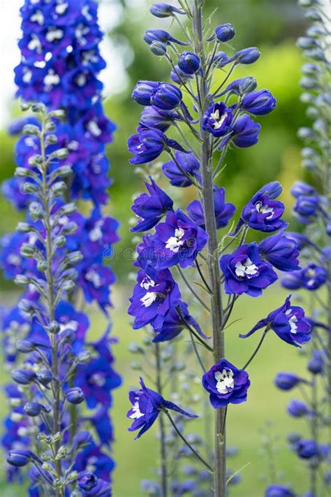 Candle Larkspur Delphinium Elatum Stock Photo Image Of Bloom Candle