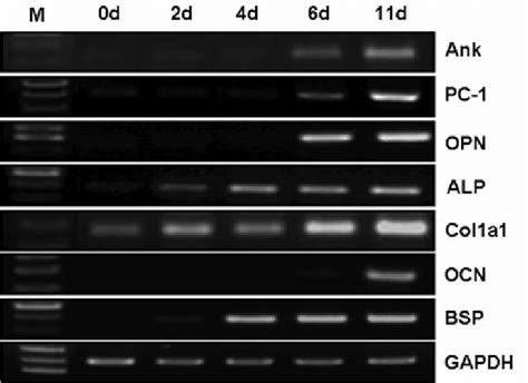 Gene Expression Patterns During Osteoblast Differentiation Mouse