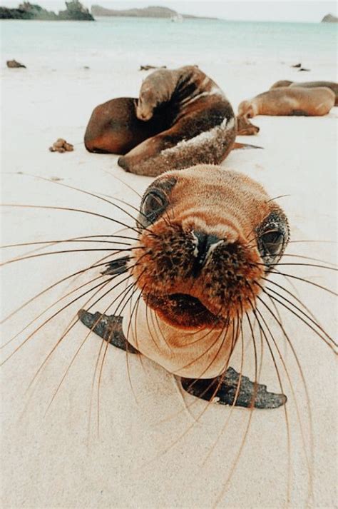 Cute Wild Animals: Adorable Pictures of Baby Animals