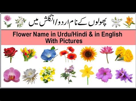 Five Flowers Name In Urdu Best Flower Site