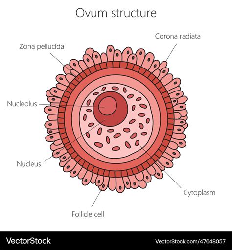 Egg cell structure diagram medical science Vector Image