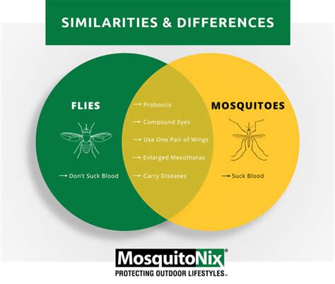 Mosquitoes Versus Flies Similarities And Differences Mosquitonix®