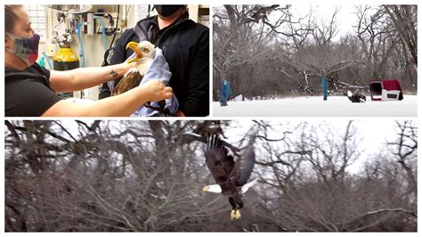 Remember The Bald Eagle Almost Killed By Rat Poison Watch Its Soaring