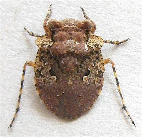 Big Eyed Toad Bug Gelastocoris Oculatus Bugguide Net