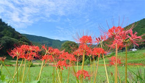 秋分の日 Sakurakomachi