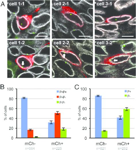 Taar Allele Activation Is Accompanied By A Shift In Nuclear Location