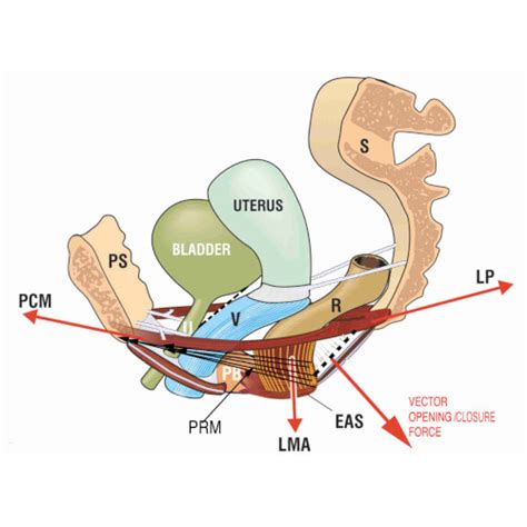 Legamenti Utero Sacrali Anatomia E Trattamento Osteopatico