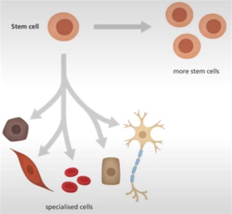 Lecture Stem Cells And Regenerative Medicine Flashcards Quizlet