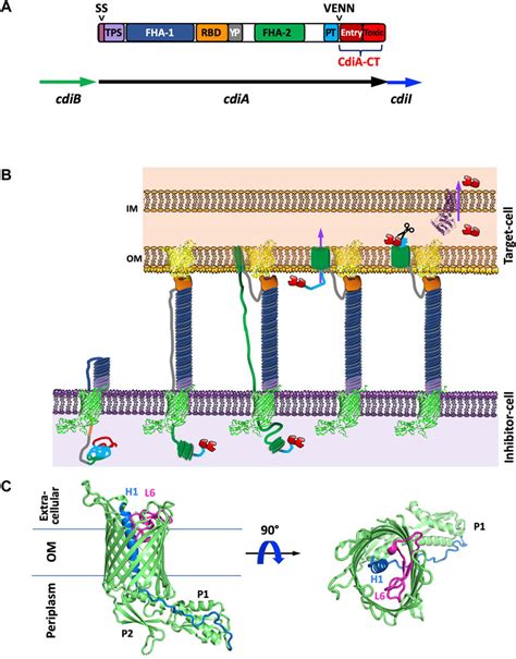 Frontiers Functional And Structural Diversity Of Bacterial Contact