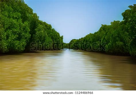 Day Pichavaram Mangrove Forest Stock Photo 1124486966 | Shutterstock