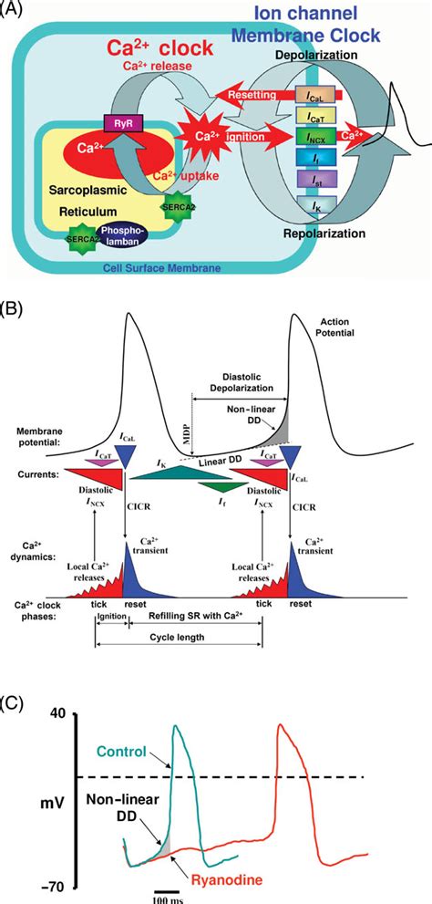 Figure From Dynamic Interactions Of An Intracellular Ca Clock And