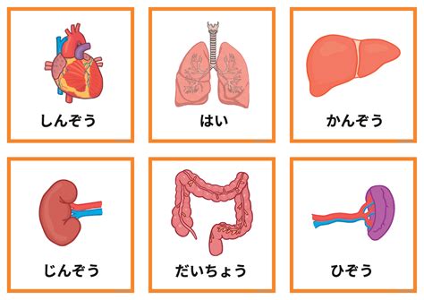 Jp Sc 1703059156 Organ Functions Matching Cards Japanese And English Ver 4 しんぞう じんぞう はい だいちょう