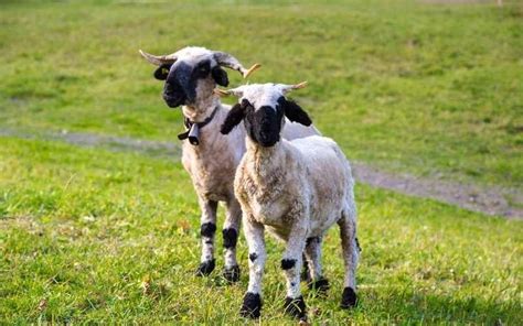 10 Black Faced Sheep Breeds With Pictures In 2024 Black Faced Sheep