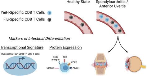 Jci Insight Mucosal Signatures Of Pathogenic T Cells In Hla B27