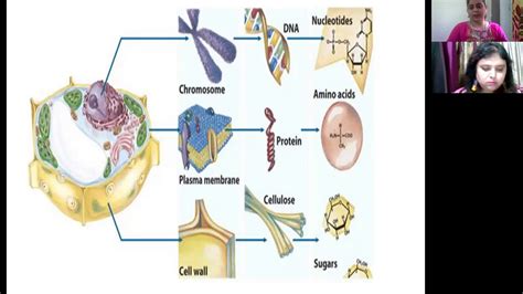 Introduction To Biomolecules YouTube