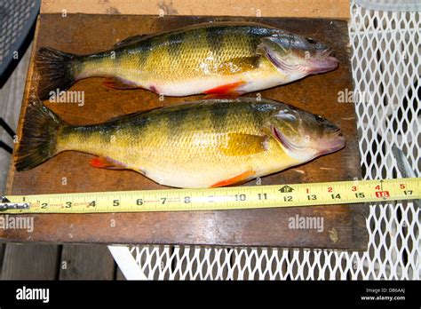 Large yellow perch caught from Cascade Lake in Cascade, Idaho, USA ...