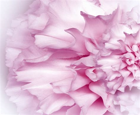 Floral Pink Background.. Flower Petals Close-up. Stock Image - Image of ...